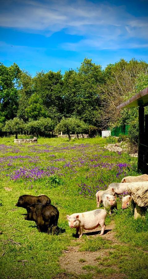 Arca Dos Animais - Farming & Spa Castelo Branco  Exterior foto